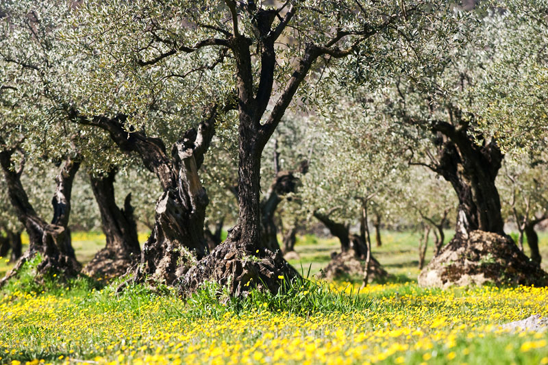 Olive trees in March in Provence