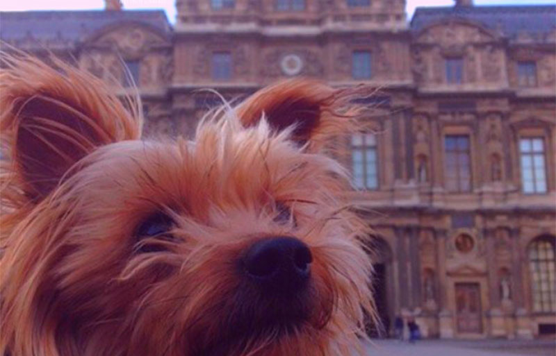 Small dog in front of the Louvre Museum, Paris