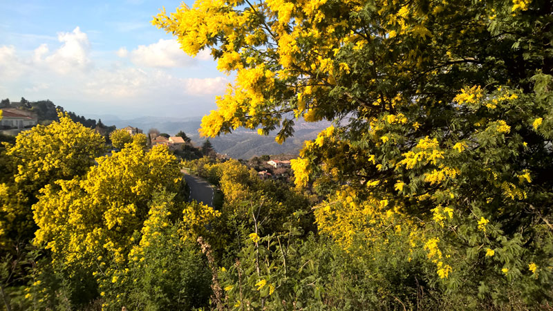 Mimosa blooming in the hills of Provence on a sunny day