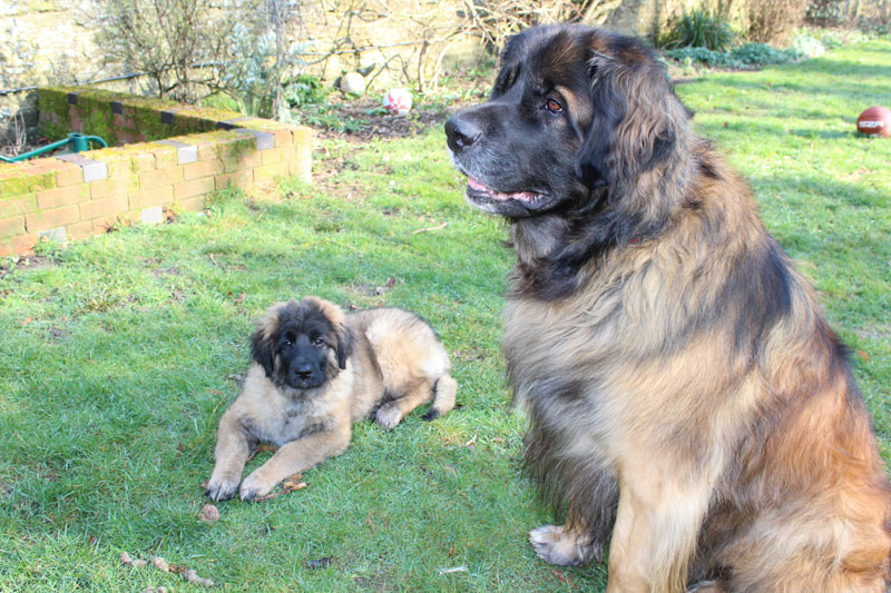 Large Leonberger dog and puppy Leonberger dog in garden